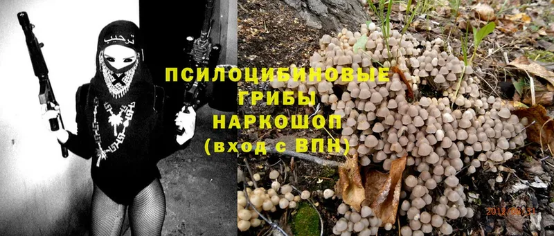 Псилоцибиновые грибы Psilocybine cubensis  Осташков 